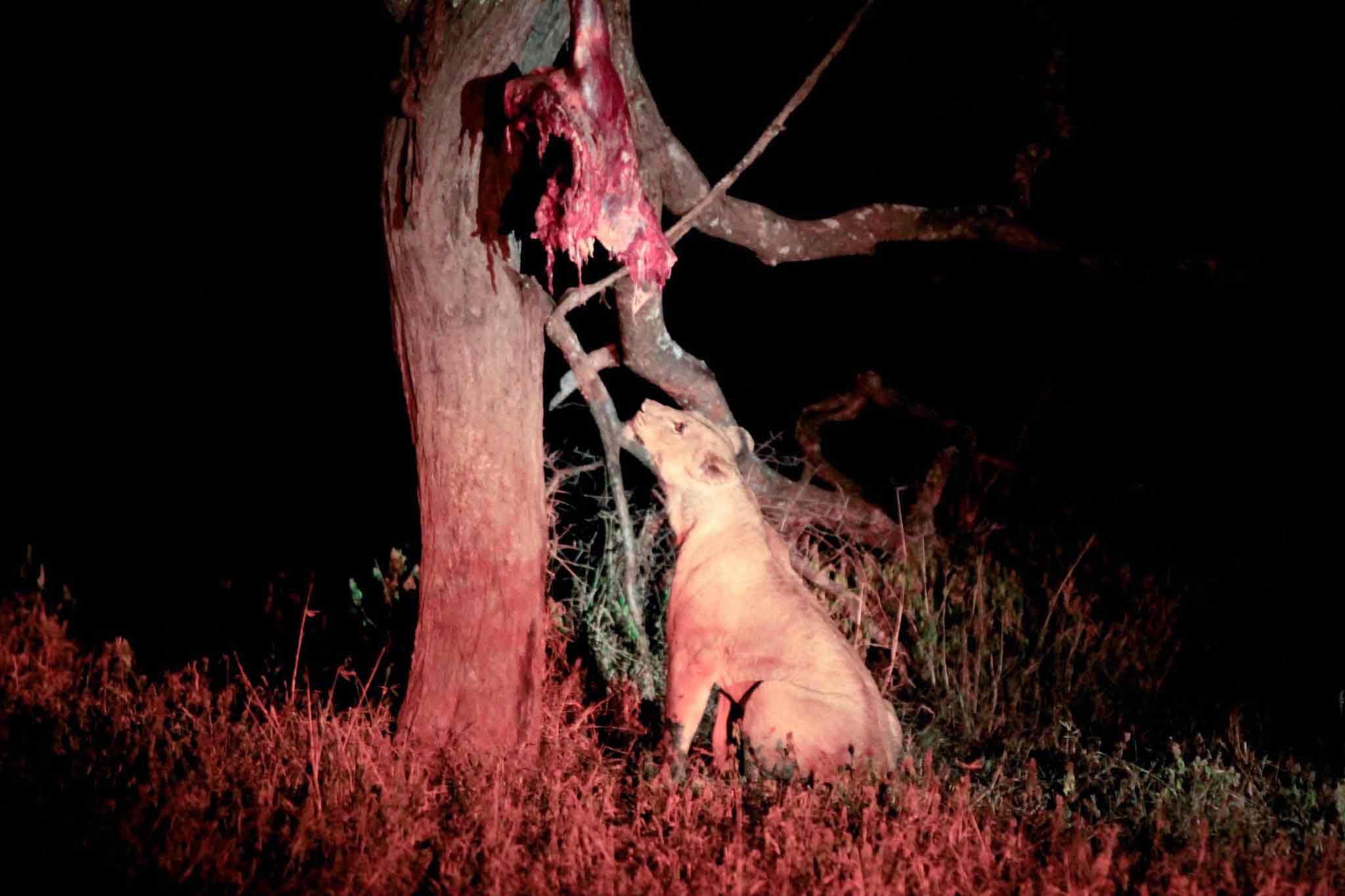 Save Valley Conservancy Op safari in Save Valley Conservancy